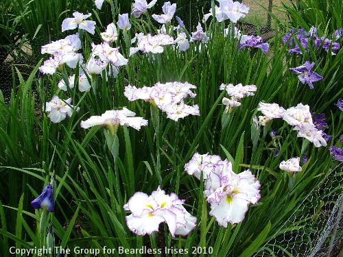 Frilled Enchantment 1